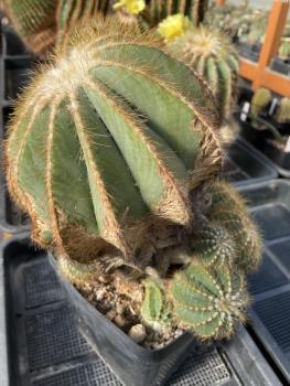 Notocactus magnificus hellbraun